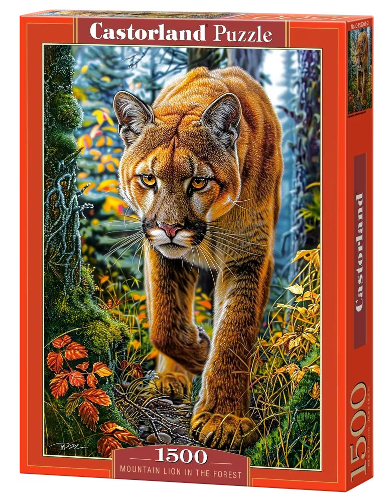 Mountain Lion in the Forest